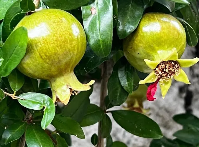 Couette-café Condesa